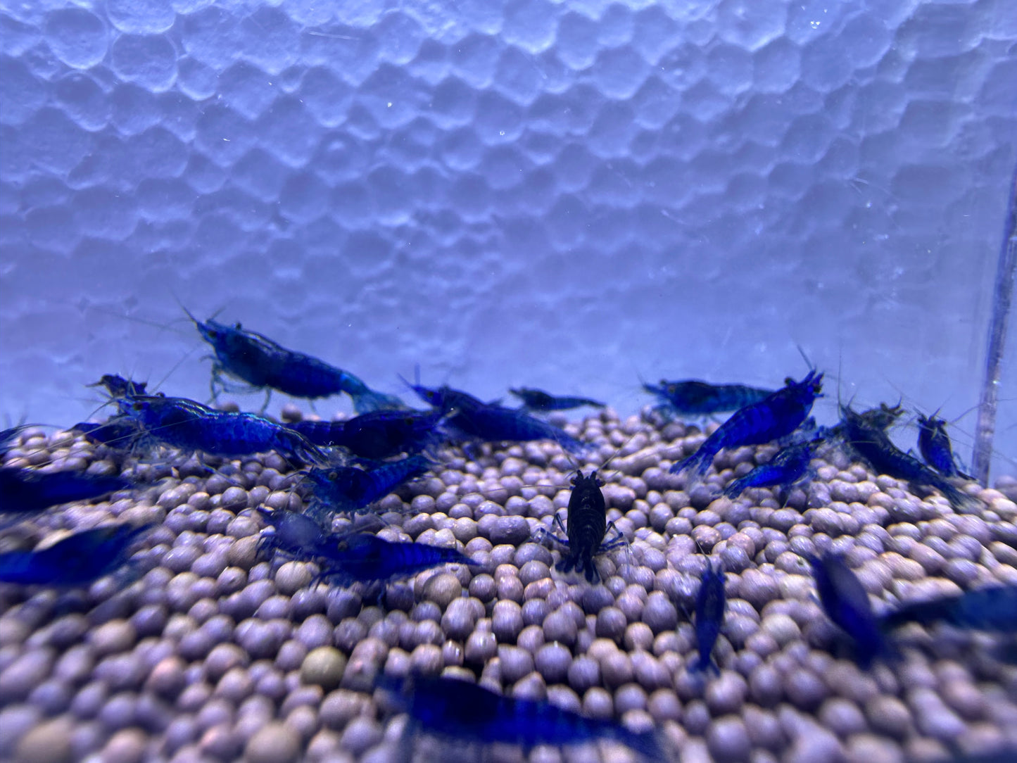 Blue Dream