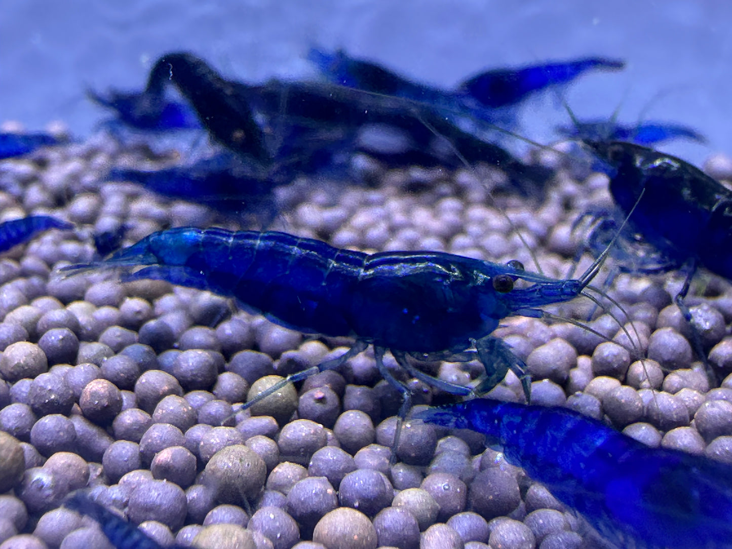 Blue Dream