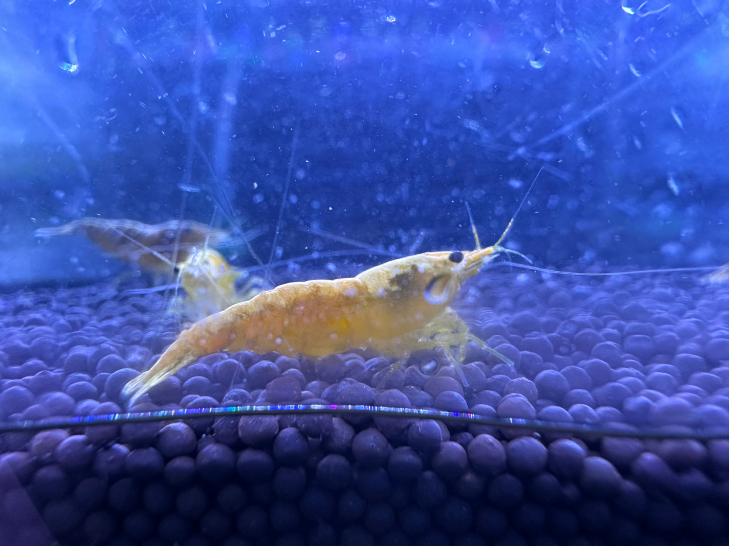 Yellow Goldenback