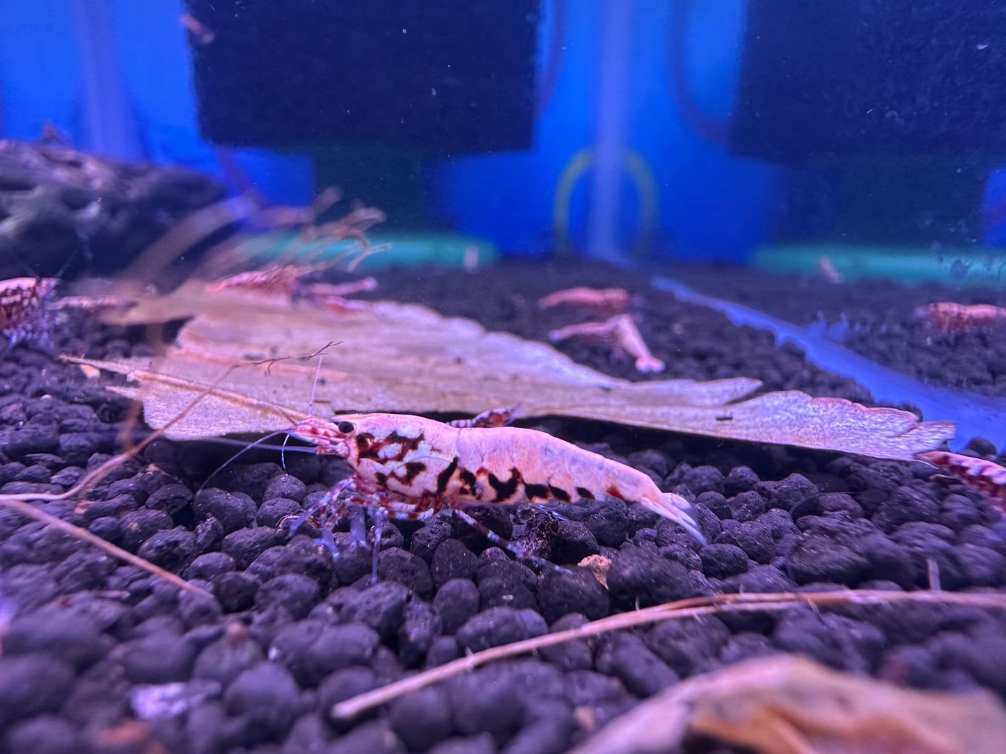 Red Galaxy Pinto