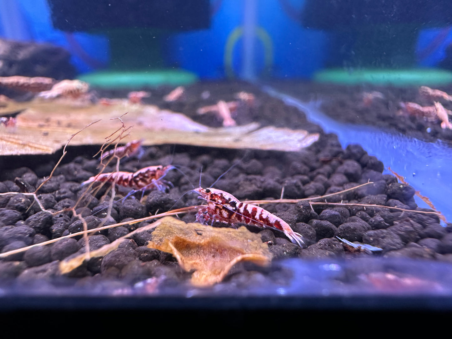 Red Galaxy Pinto