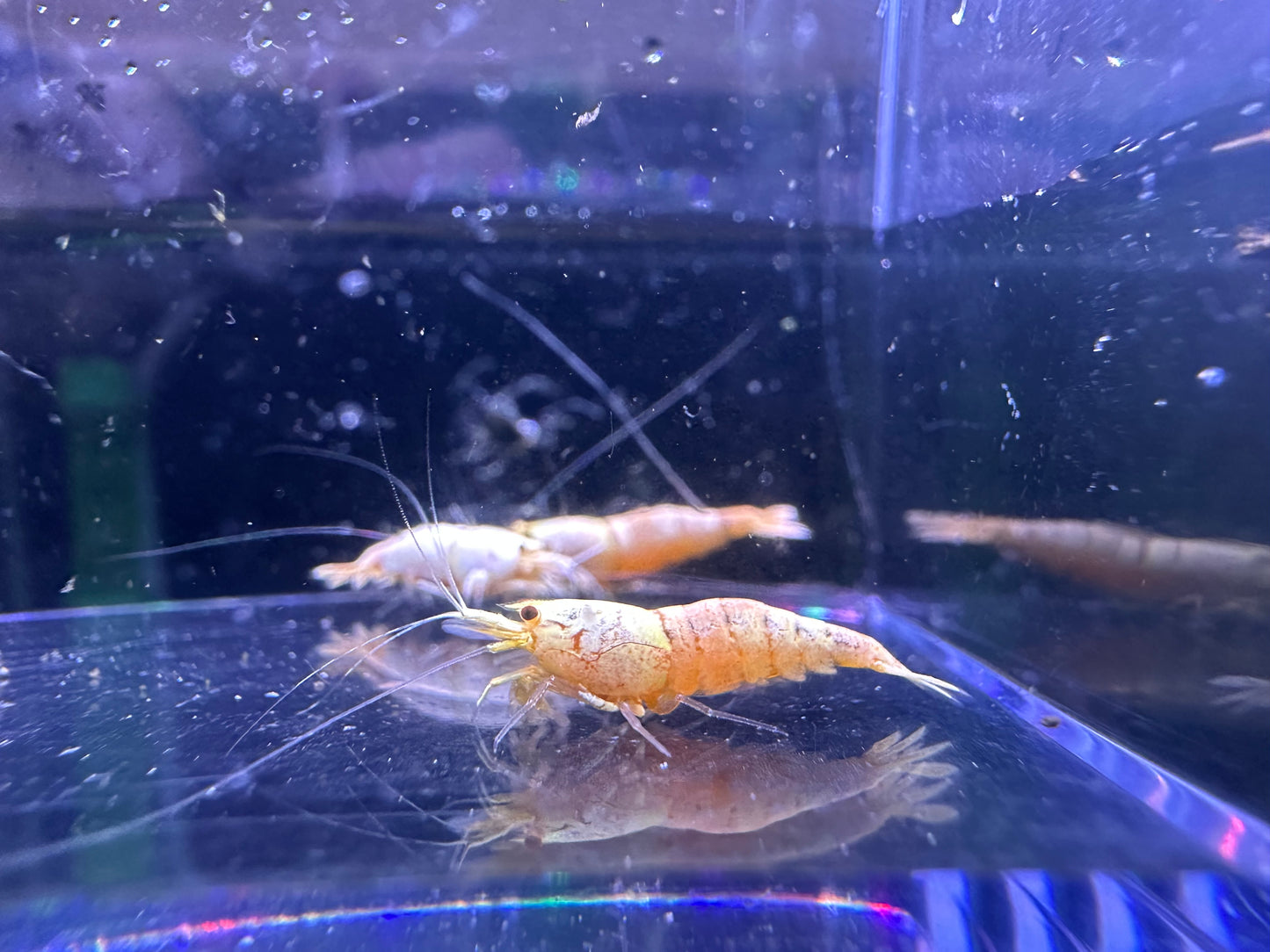 Golden Bee / Pure White Line (PWL)