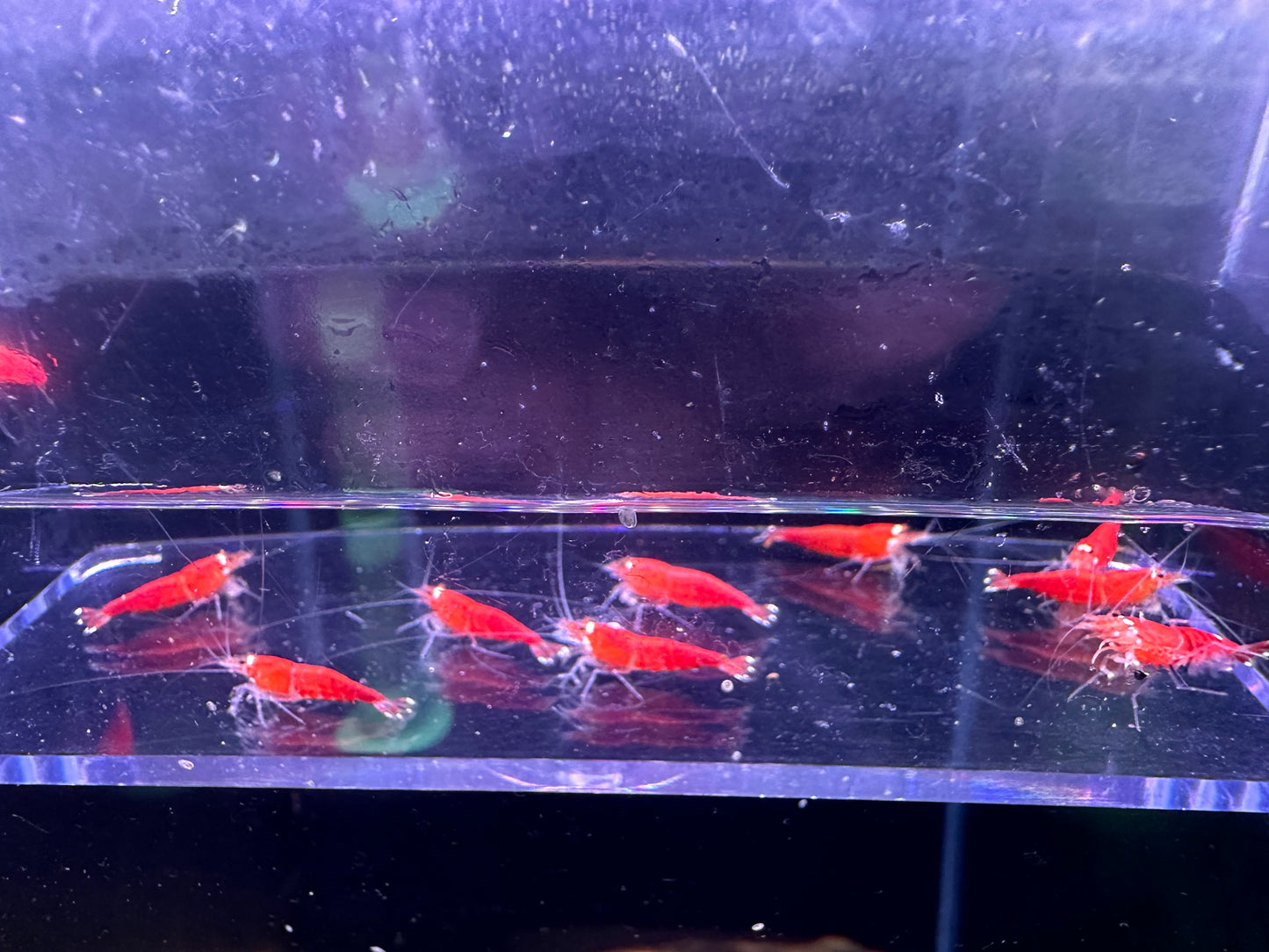 Super Crystal Red / Santa Hats