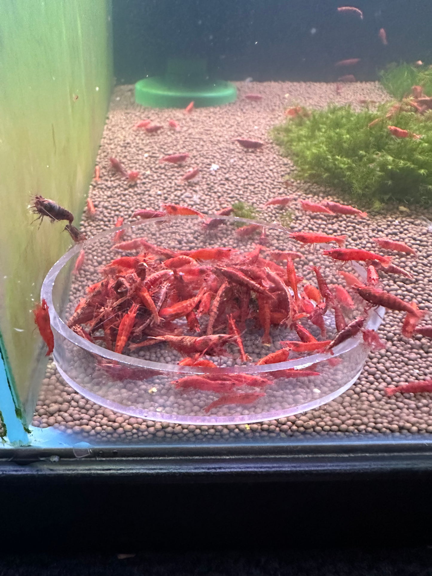 Fire Red Cherry