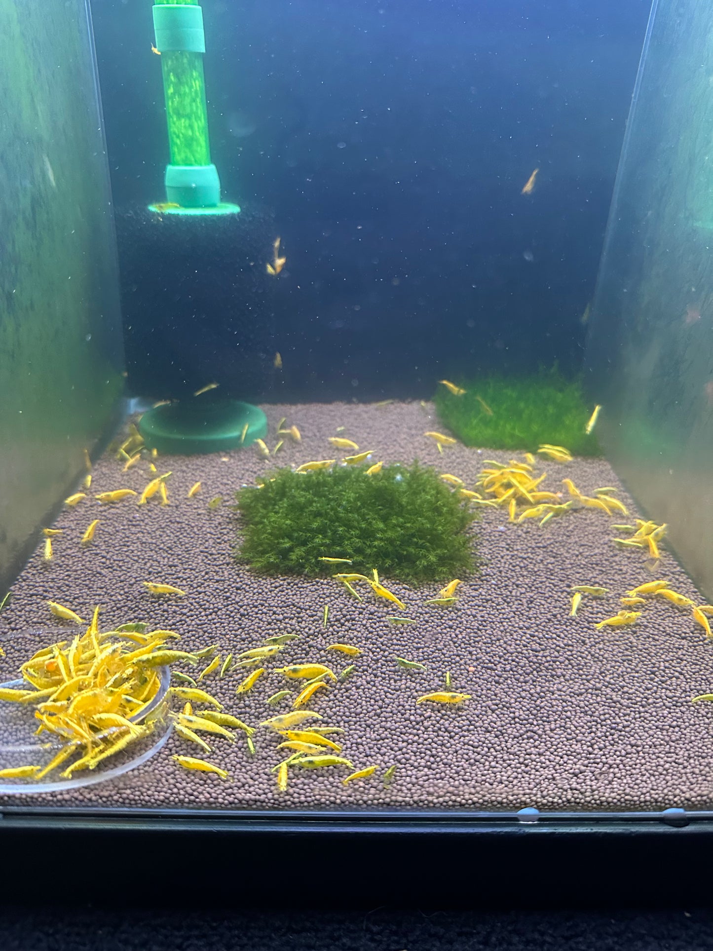 Yellow Goldenback
