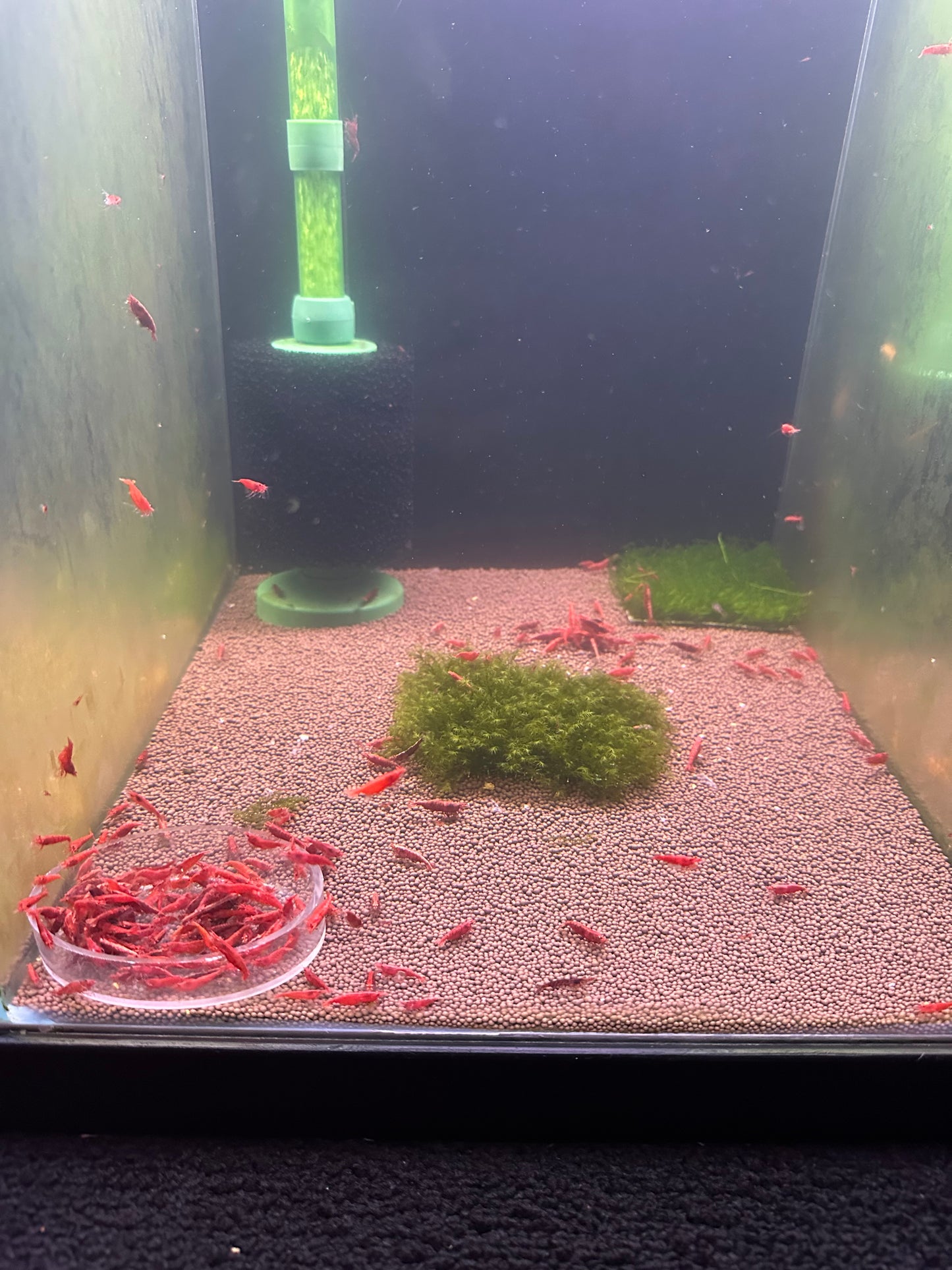 Fire Red Cherry