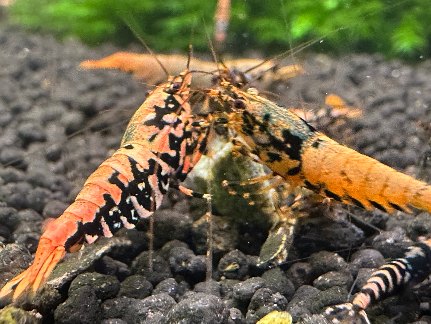 Sunset Orange Boa