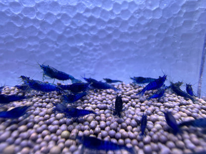 Blue Dream