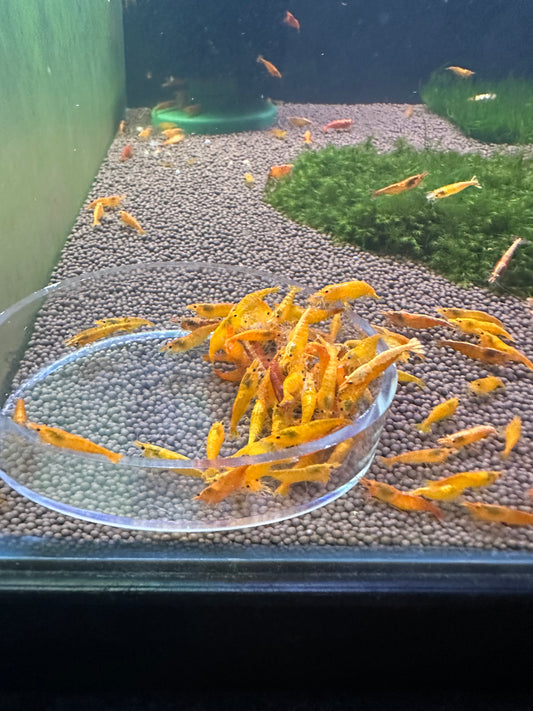 Sunkist Orange