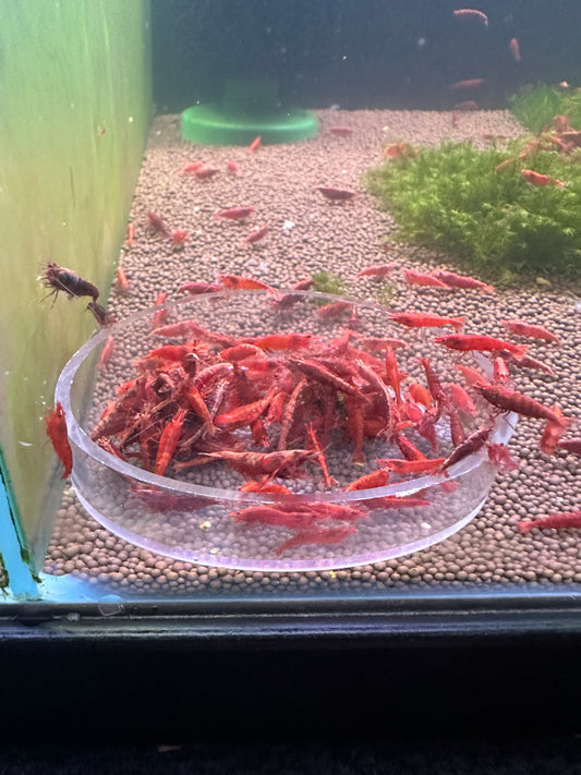 Fire Red Cherry