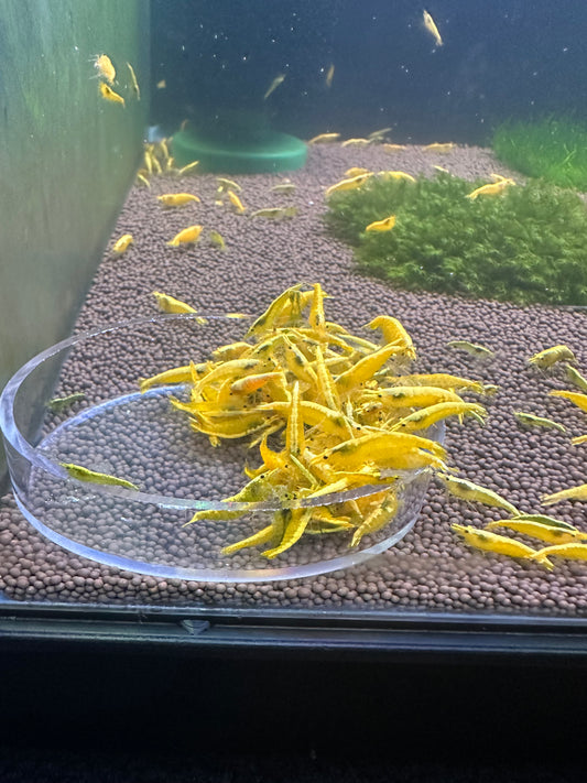 Yellow Goldenback