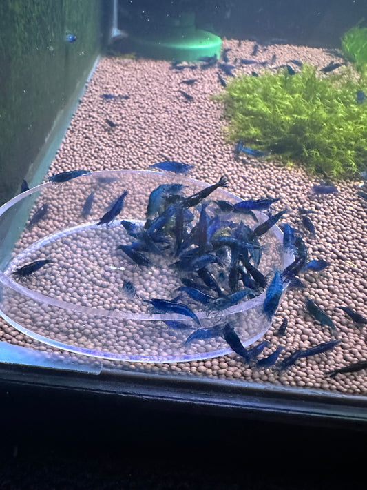 Blue Dream