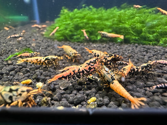 Sunset Orange Boa